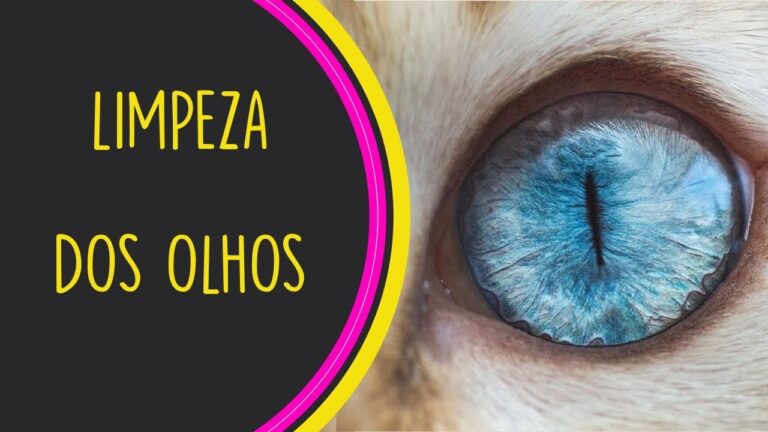 Como Limpar os Olhos do Gato com Soro de Forma Eficiente