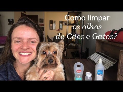 Como Limpar os Olhos do Yorkshire de Forma Eficiente