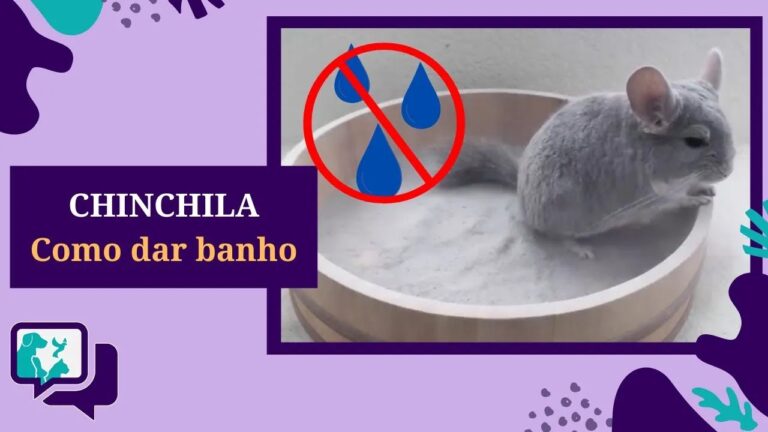 Como Limpar Pelo de Chinchila de Forma Eficiente