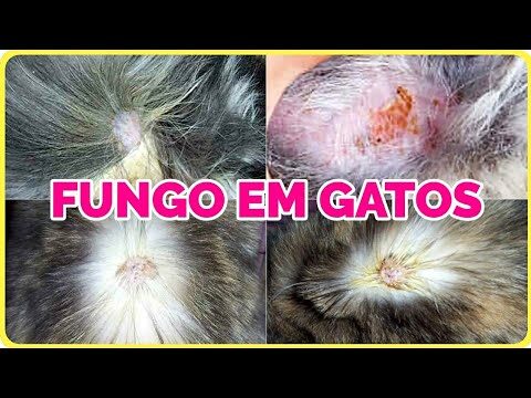 Como Remover Crostas da Pele do Gato