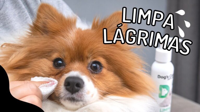 Como Limpar as L&aacute;grimas dos C&atilde;es de Forma Eficiente