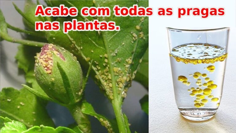 Como Limpar Folhas de Plantas Infestadas com Bichinhos