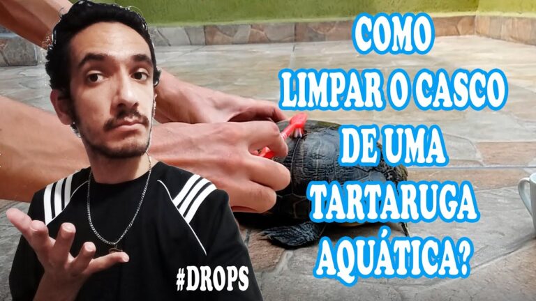 Como Limpar a Carapaça das Tartarugas de Forma Eficiente