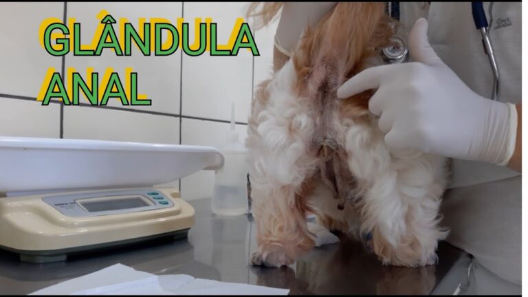 Guia Prático: Como Limpar a Glândula Anal de Gatos