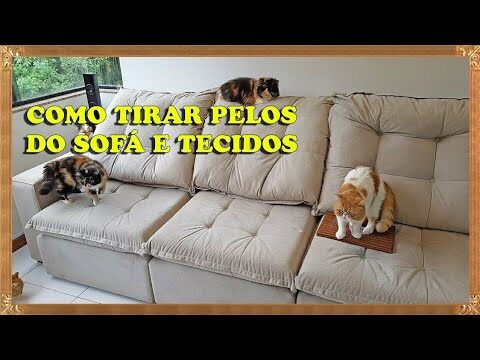 Dicas Eficazes para Manter Sofás Livres de Pelos de Gato