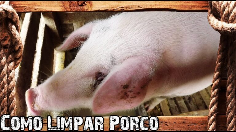 Métodos Eficazes para Eliminar Gorduras de Forma Simples e Limpa