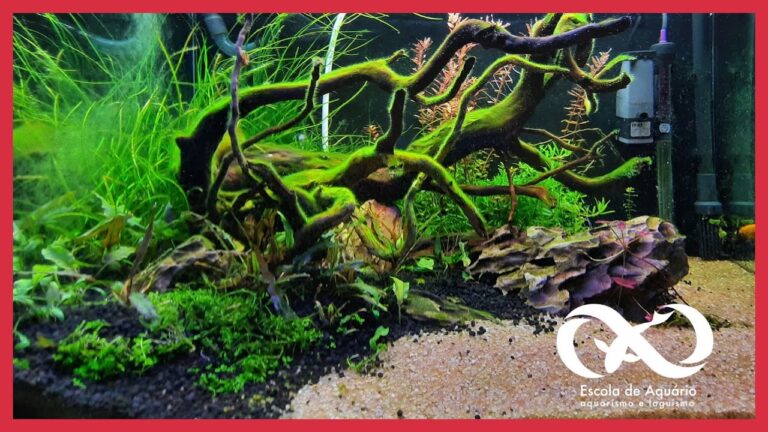 Guia Prático para Limpar Plantas de Aquário