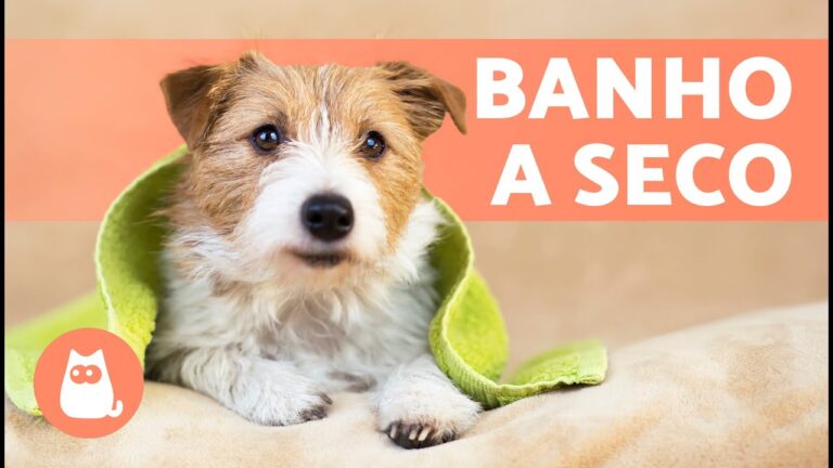 Limpeza de Cães com Toalhitas de Bebê: Dicas e Cuidados