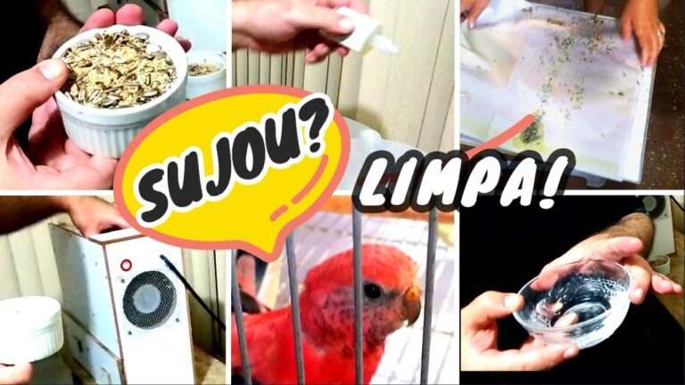 Guia Prático para Limpar a Gaiola do Canário