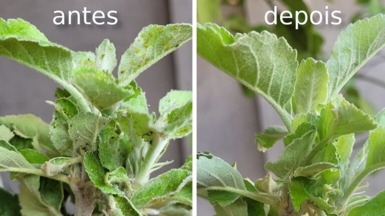 Métodos Eficazes para Limpar Piolhos das Plantas