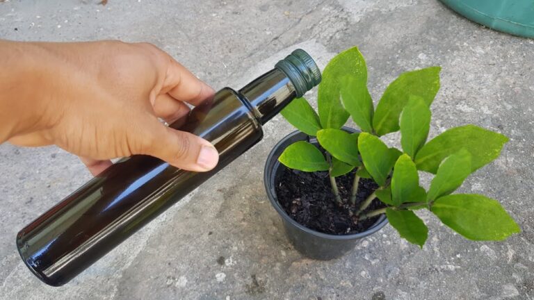 Limpeza Eficiente de Folhas de Plantas com Azeite