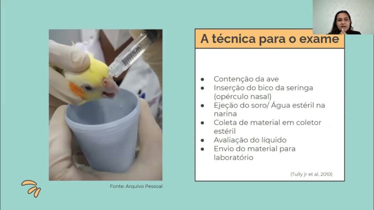 Como Limpar o Nariz da Calopsita de Forma Eficiente