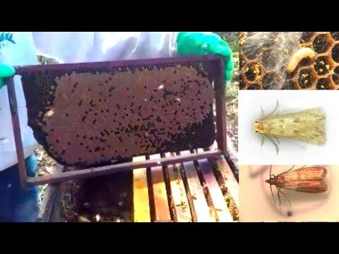 Limpeza de Colmeias com Borboletas: Um Método Eficiente e Sustentável