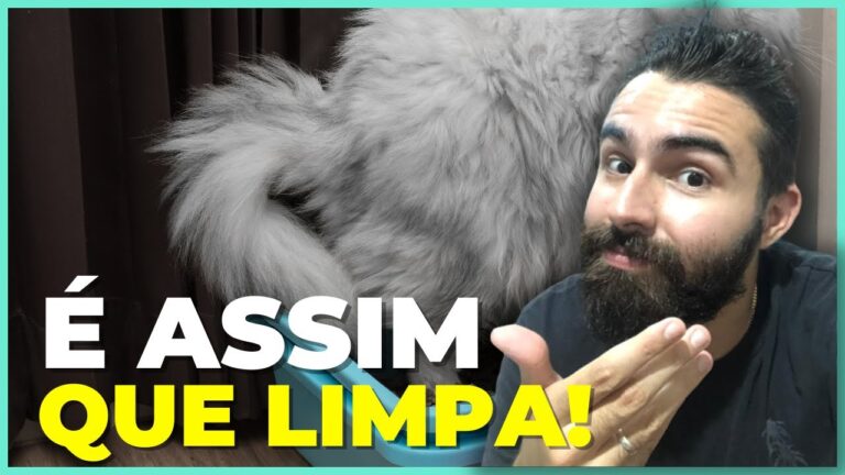 Dicas Eficazes para Limpar o Cu do Seu Gato