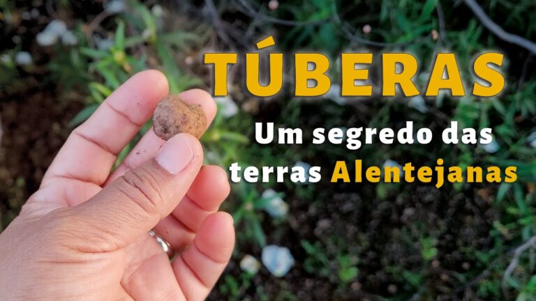Guia Prático: Como Limpar Túberas de Forma Eficiente