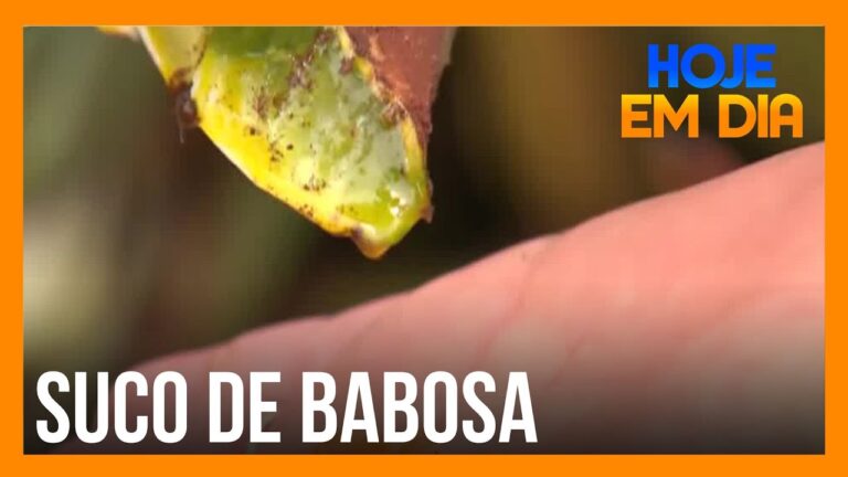 Limpeza Intestinal Eficaz com Babosa