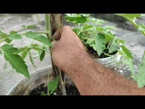 Guia Pr&aacute;tico para Limpar Tomateiras Eficientemente