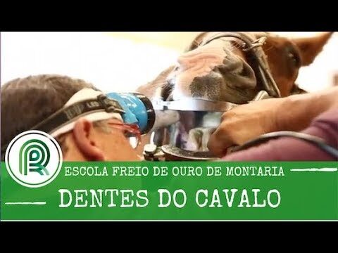 Guia Prático para Limpar Dentes de Cavalo