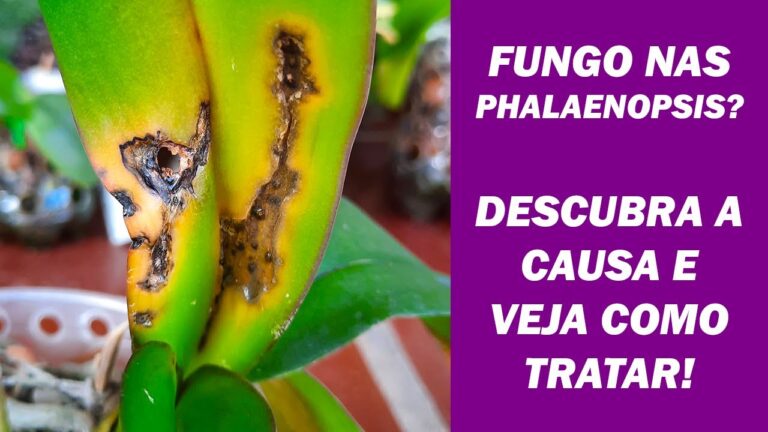Como Limpar O&iacute;dio em Phalaenopsis Eficazmente