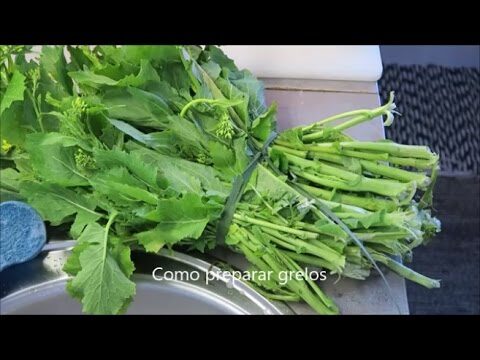 Dicas Eficazes para Limpar Grelos