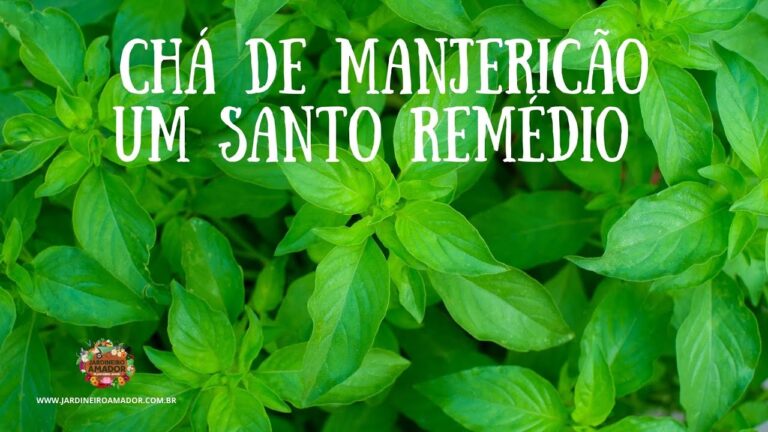 Mangeric&atilde;o Fresco: Benef&iacute;cios e Uso para Limpeza Pulmonar