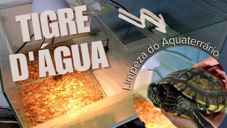 Dicas para Manter a Água da Tartaruga Sempre Limpa