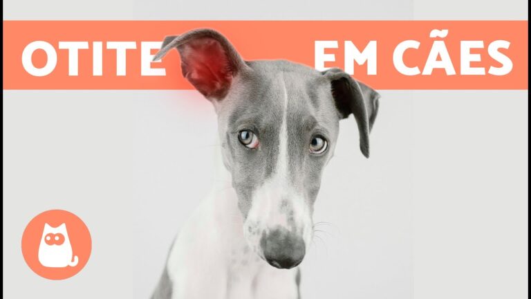 Limpeza Natural das Orelhas dos Cães