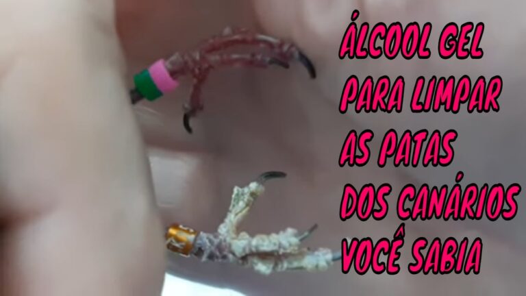 Como Limpar as Patas de um Canário de Forma Eficiente