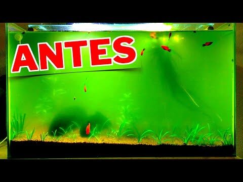 Como Limpar a &Aacute;gua Verde do Seu Aqu&aacute;rio