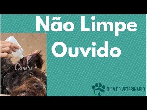 Dicas para Limpar as Orelhas de C&atilde;es Resistentes
