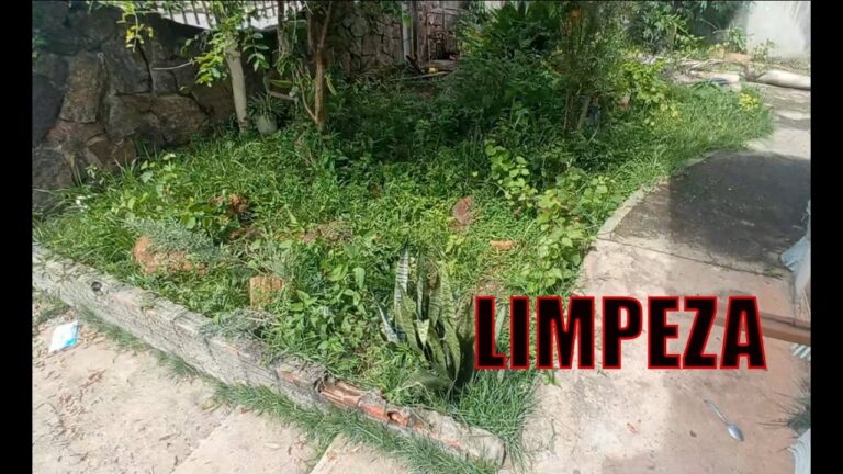 Guia Prático para Limpar Terreno de Ervas Daninhas