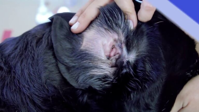 Como Limpar o Ouvido do Cachorro com Soro Fisiológico