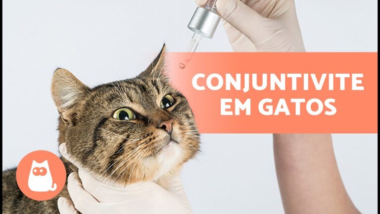 Limpeza Segura dos Olhos do Gato com &Aacute;gua Oxigenada