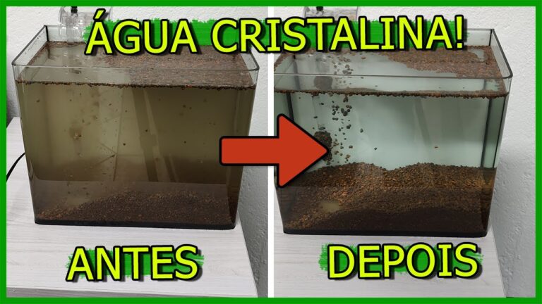Dicas para Manter a &Aacute;gua do Aqu&aacute;rio Limpa