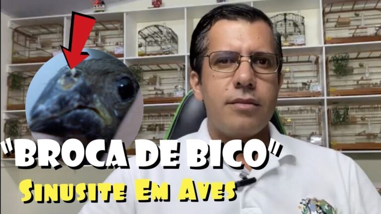 Guia Prático para Limpar Bicos de Pássaros