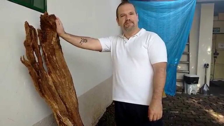 Dicas para Limpar Troncos Decorativos