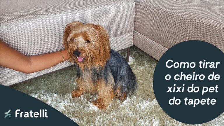 Dicas Eficazes Para Limpar Tapetes Com Cheiro de Cachorro