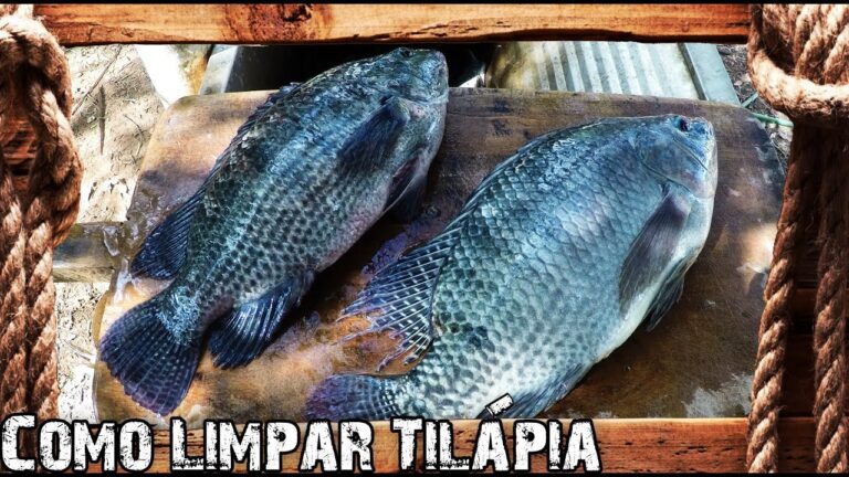 Guia Pr&aacute;tico: Como Limpar uma Til&aacute;pia com Facilidade