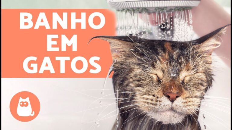 Limpeza Prática de Gatos com Toalhitas