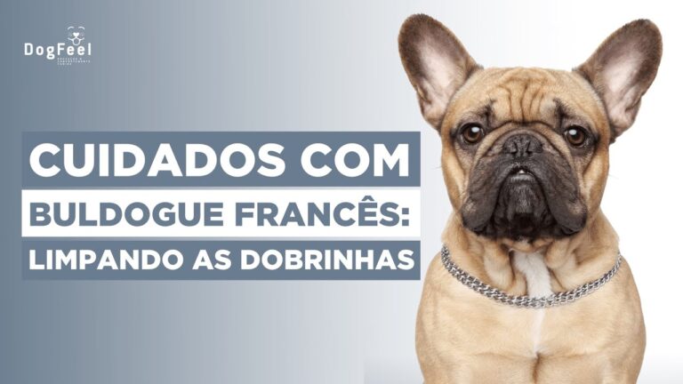 Dicas Eficazes para Limpar o Focinho do Bulldog Franc&ecirc;s