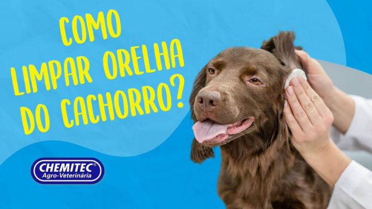 Como Limpar os Ouvidos dos C&atilde;es de Forma Eficiente