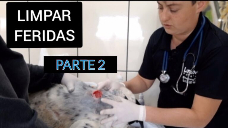 Como Limpar Feridas em Animais de Forma Eficiente
