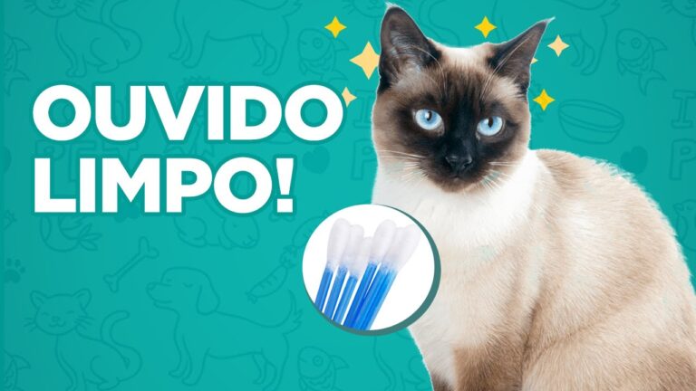 Como Limpar o Ouvido do Gato de Forma Segura e Eficiente