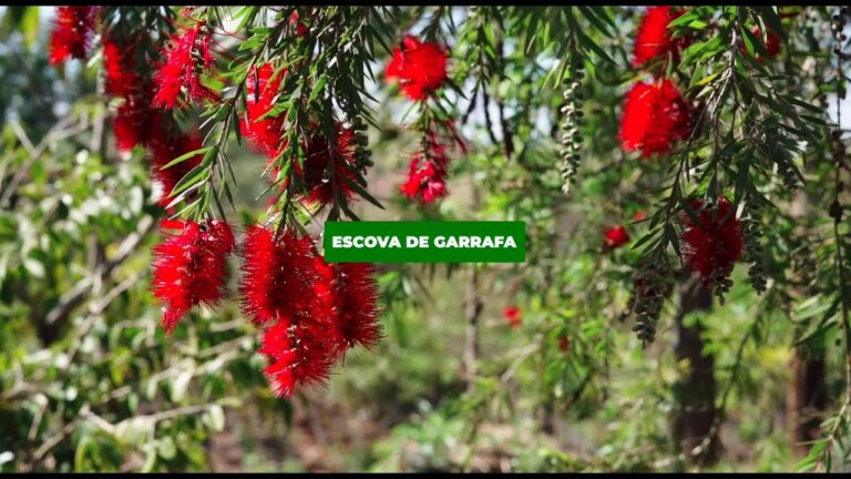 Planta Conhecida por Limpar Garrafões: Benefícios e Cultivo