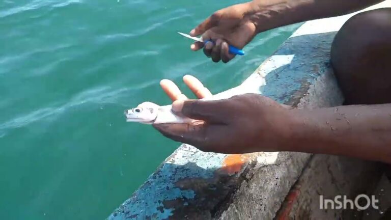 Guia Prático: Como Limpar Peixe Agulha Eficientemente