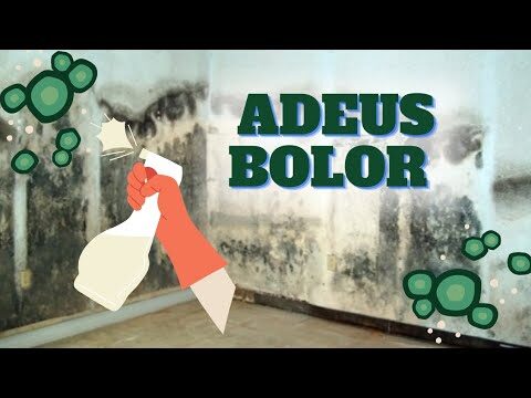Dicas Eficazes para Limpar Paredes Verdes