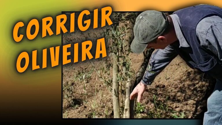 Guia Pr&aacute;tico: Como Limpar Oliveira de Forma Eficiente