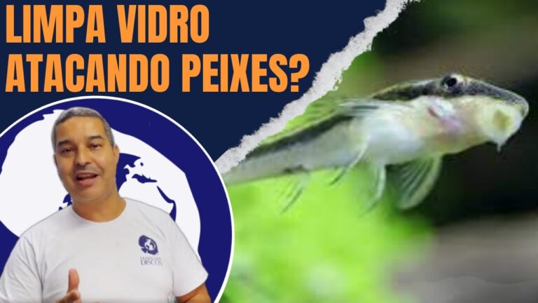 Os Limpa-Fundos: Predadores dos Outros Peixes