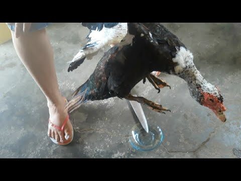 Guia Pr&aacute;tico: Como Limpar um Pato Eficientemente