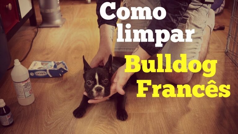 Dicas Eficazes para Limpar as Orelhas do Bulldog Francês